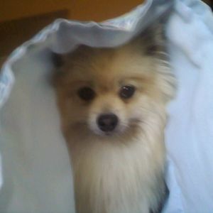 Meet your Posher, Candy